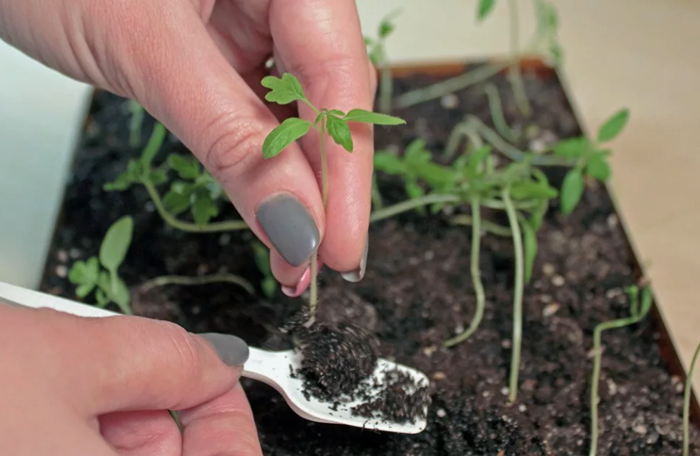 Пикировка томатов