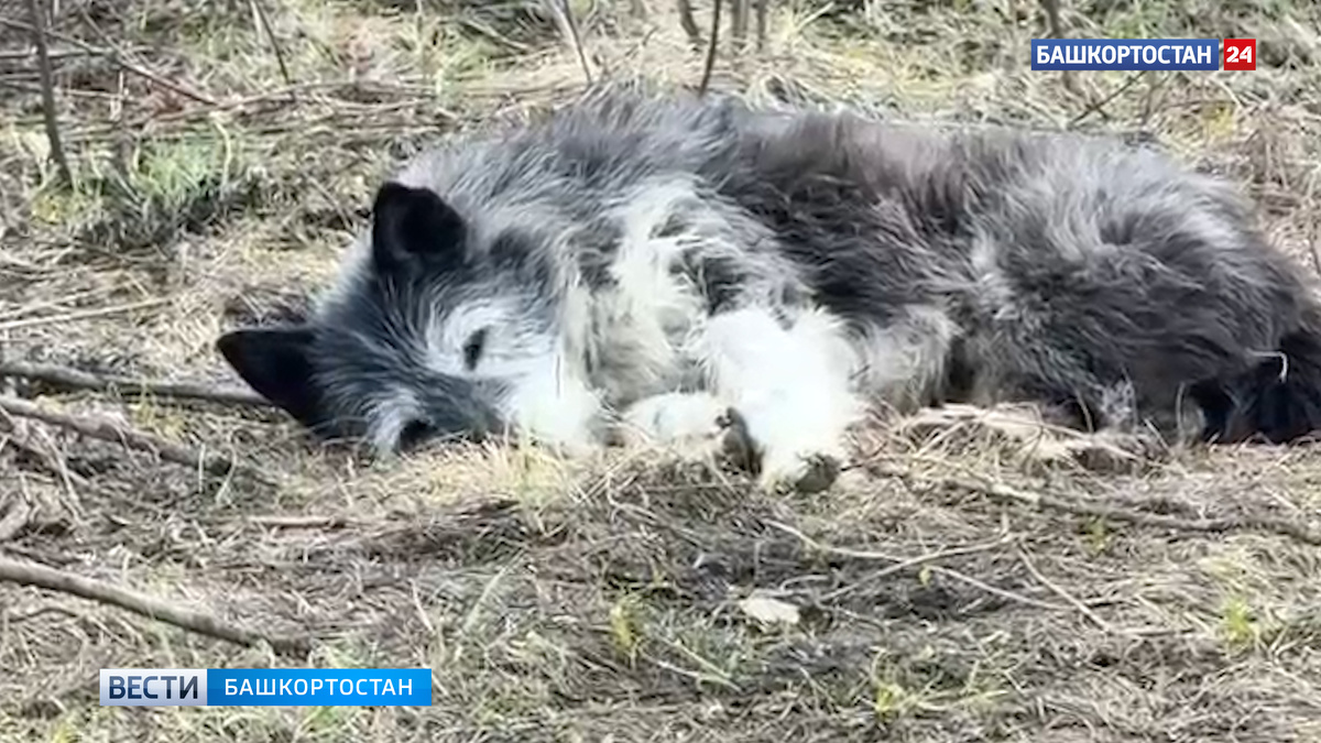    Верный пес почти месяц ждет погибшего хозяина на пепелище сгоревшего дома под Уфой