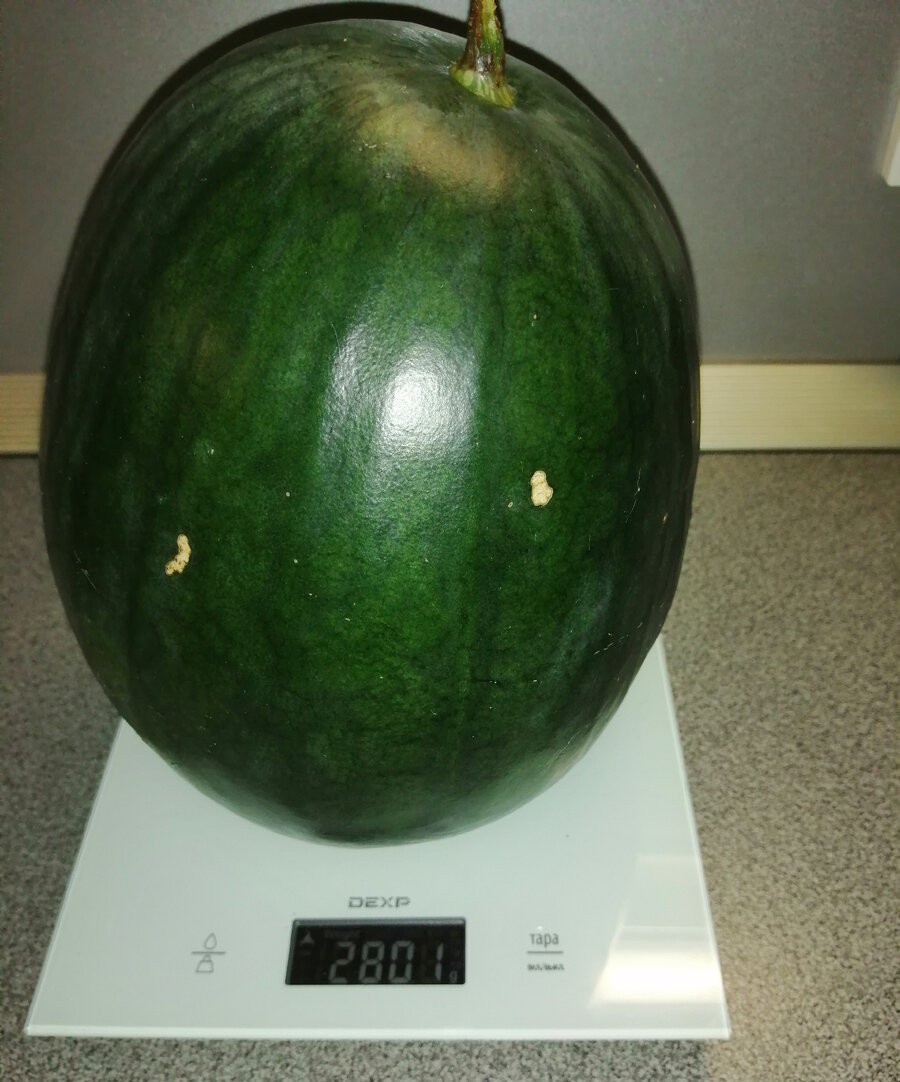 Мой первый арбуз