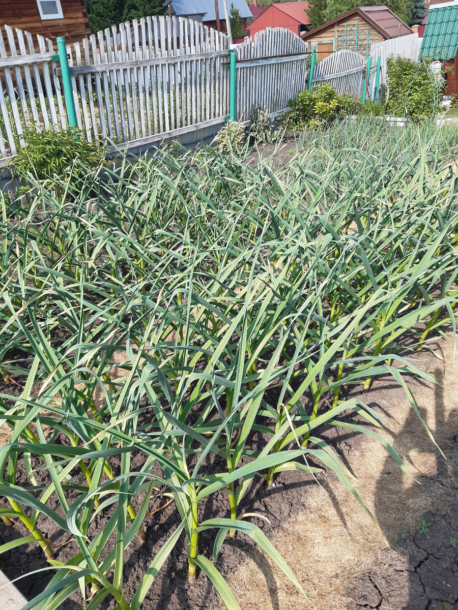 Коротко о самом главном. Осенью после посадки посыпаю обильно древесной золой. Все дальше забыла, каждый год хороший урожай и почти нет сорняков. Но сажу почти перед снегом, после 5 октября.... Совет только Сибирякам