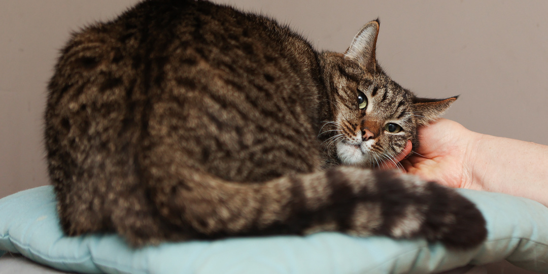 Так и слоняемся по квартире вместе с этим котиком, ему мамочка нужна, а нам его счастливая история