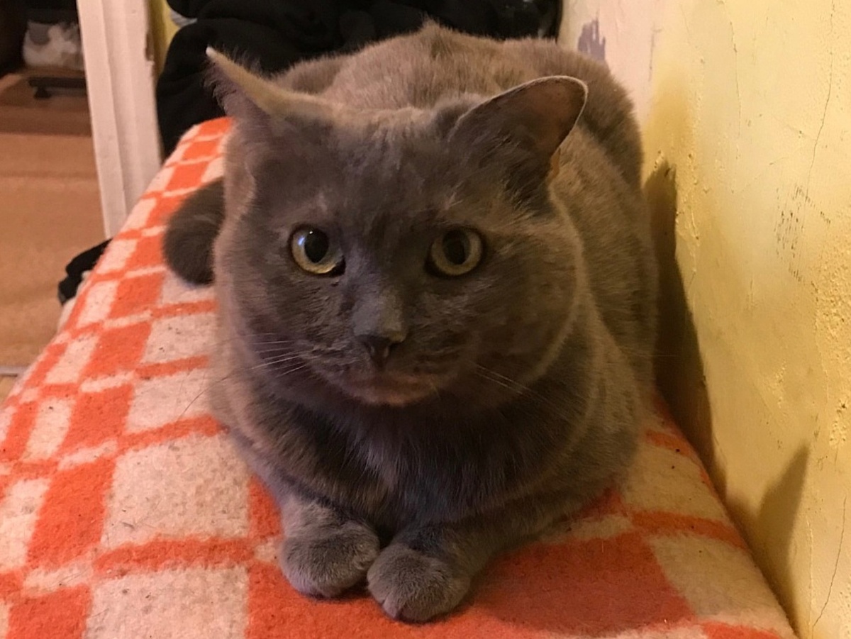 Маруся похожа на плюшевую игрушку