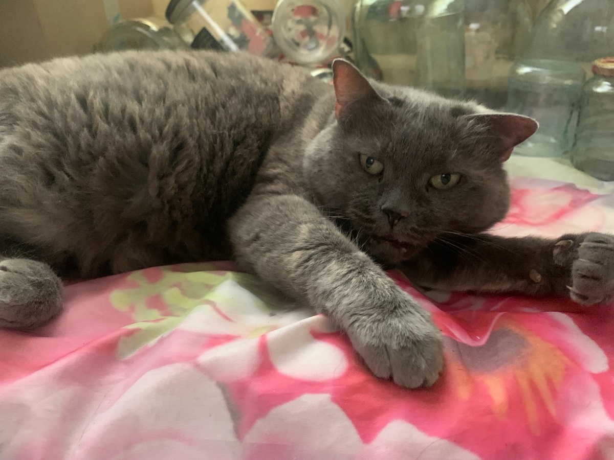 Жизненные испытания оставили следы на мородочке Маруси, но не озлобили её