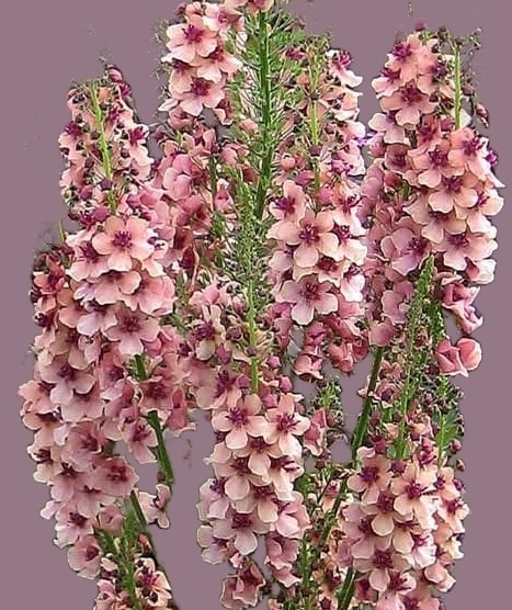 Вербаскум "Саузерн Шарм"