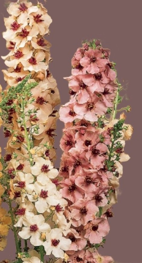 Вербаскум "Саузерн Шарм"