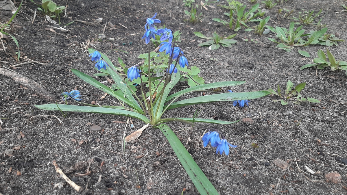 Проплески. Раньше этих цветов не было, второй сезон вижу