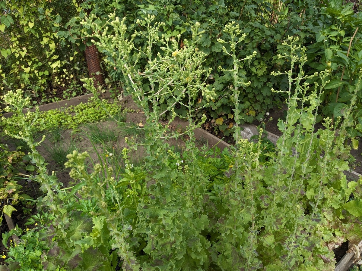 Салат "4 сезона"