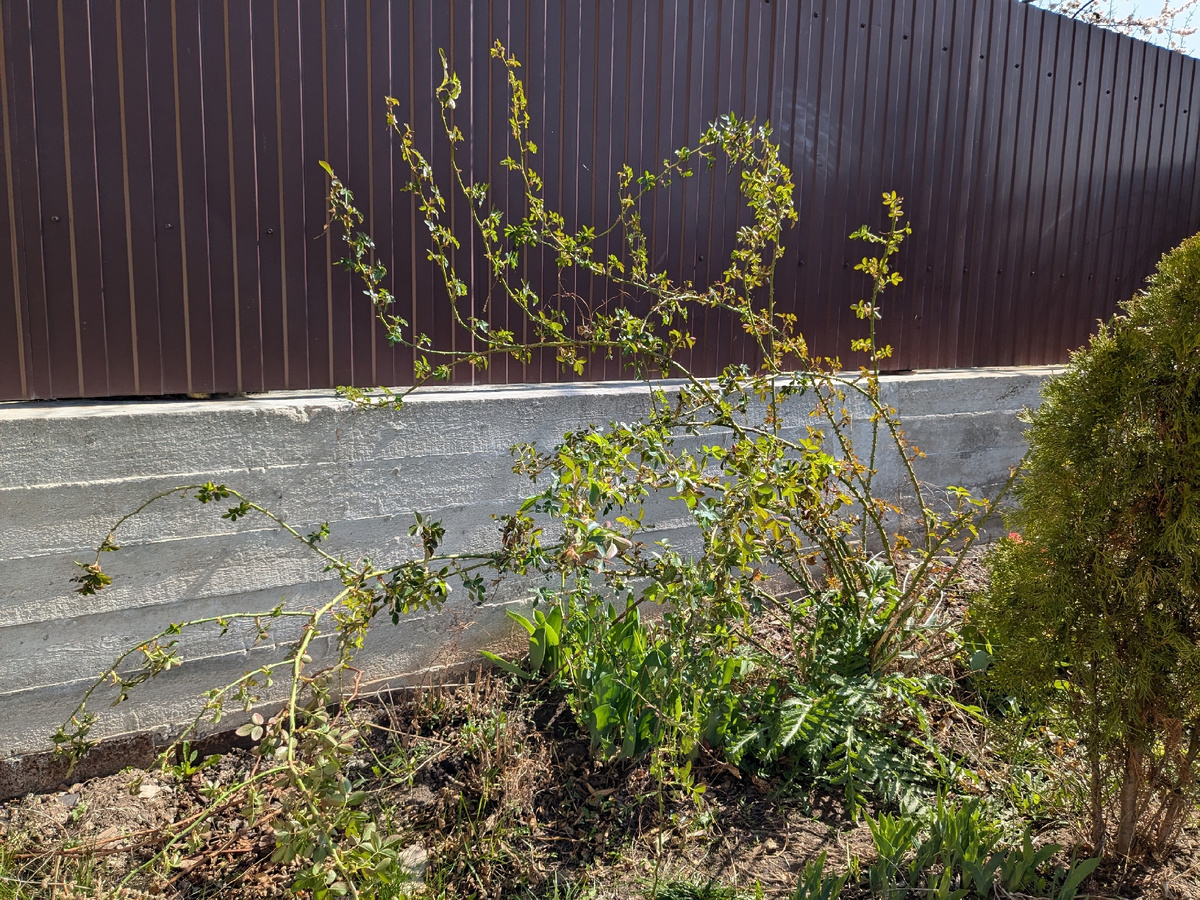 Плетистая роза ждёт "призаборивания"