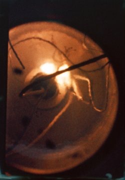    Сделанная в ходе расследования фотография, демонстрирующая горение тефлоновой изоляции в сверхкритическом кислороде. / Фото: NASA