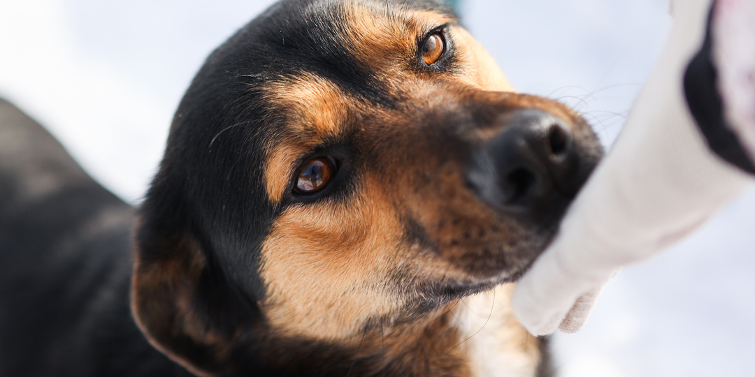Пошел шестой год пристройства этого мальчугана. Желающих особо и не было