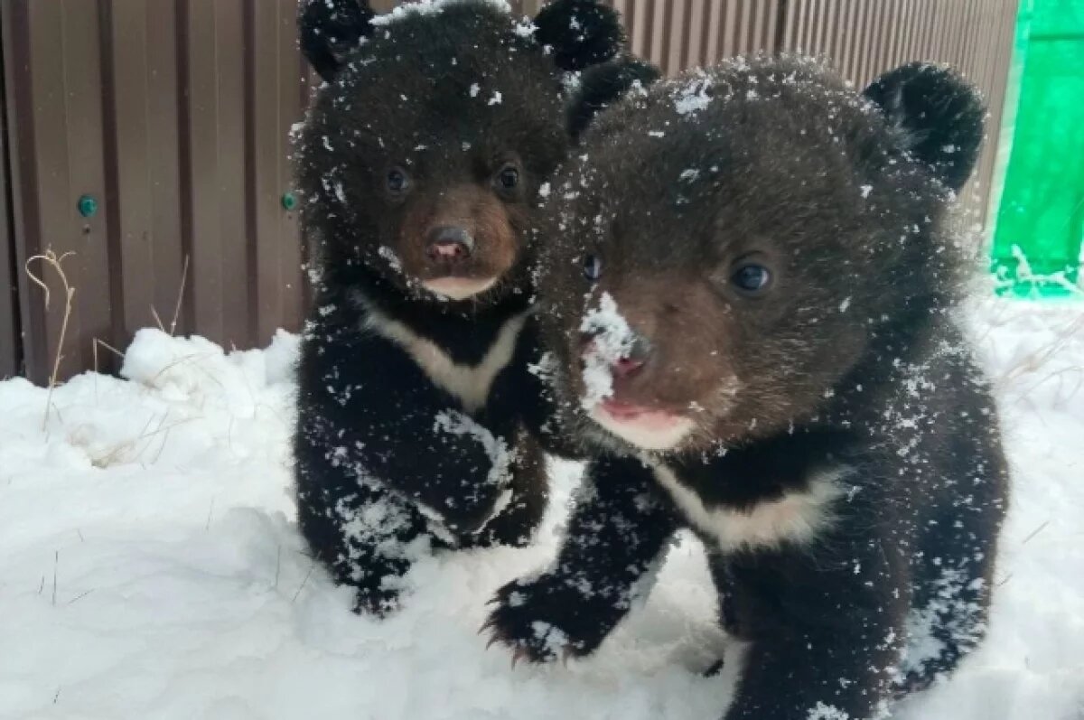    Подброшенный медвежонок идёт на поправку