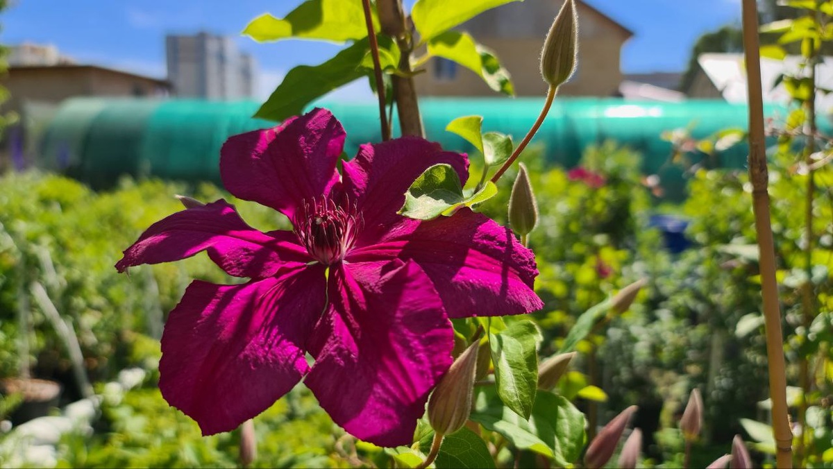 Кардинал Вышинский. Июль