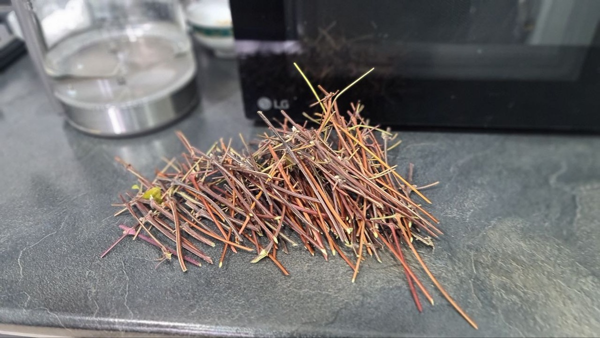 Нарезанные черенки с 5 летних кустов. 5 ноября 2024 года