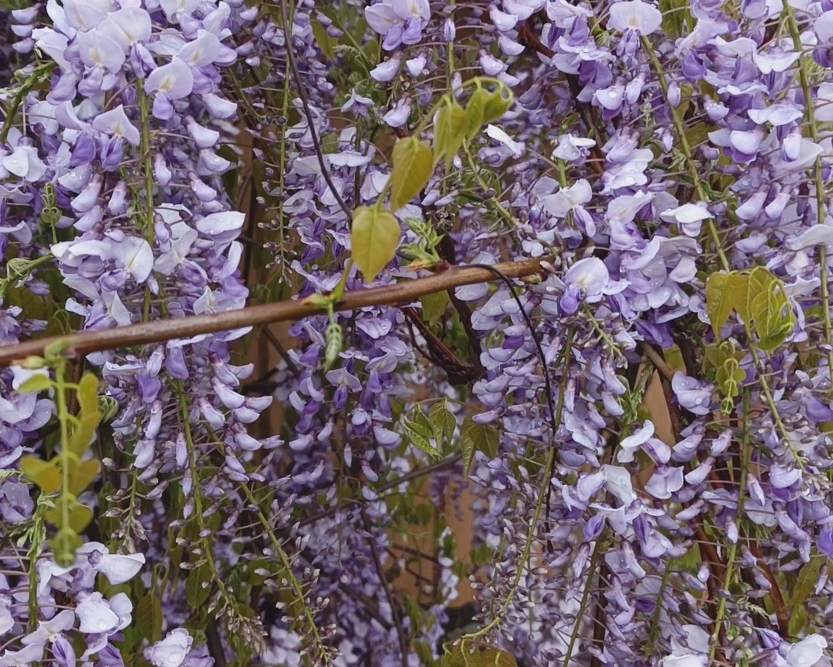 Адлер, Глициния, апрель 2025 г.