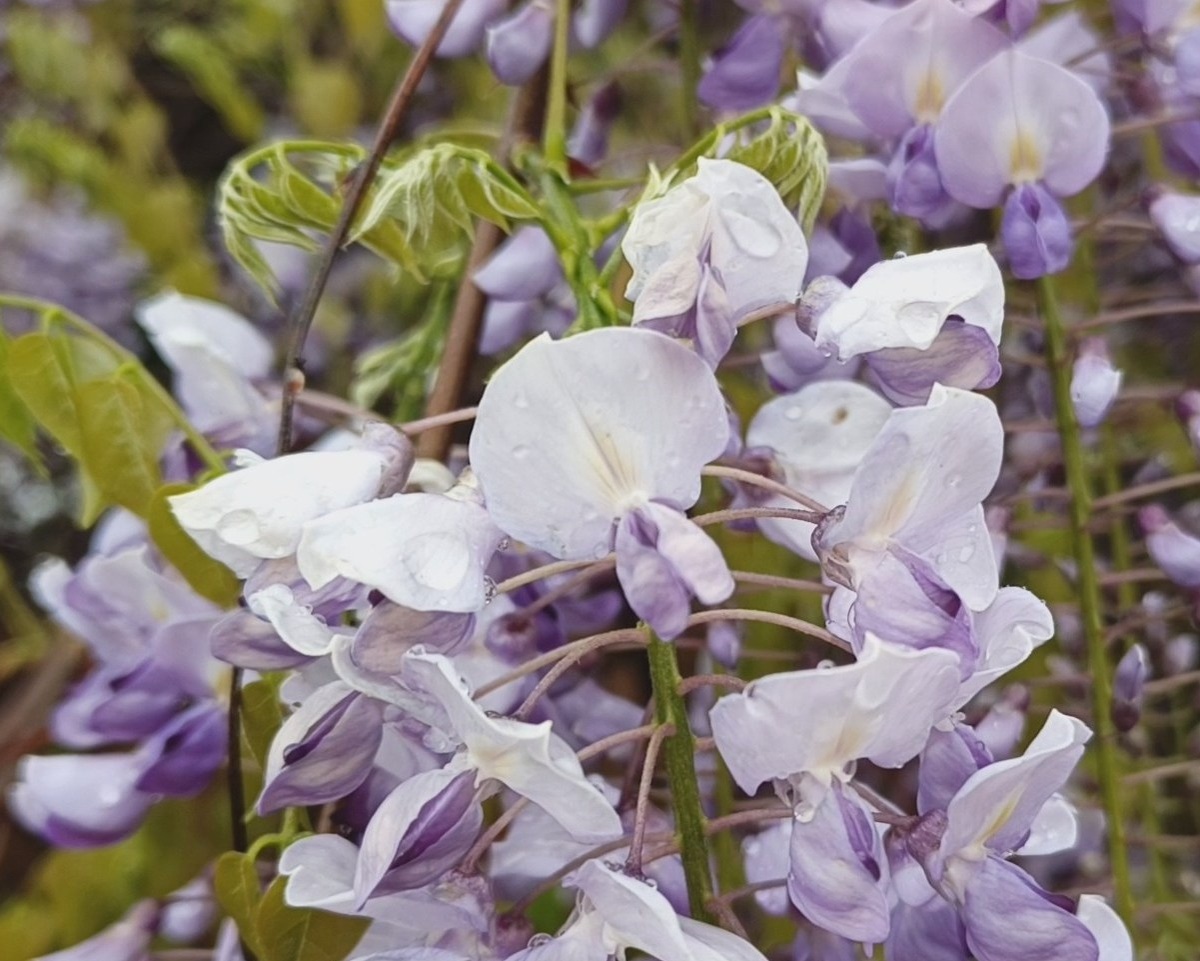 Адлер, Глициния, апрель 2025 г.