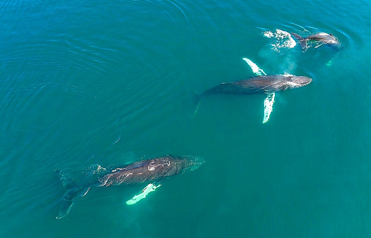 Автор: Максим Антипин / vk.com/merops. Источник: vk.com/park.beringia