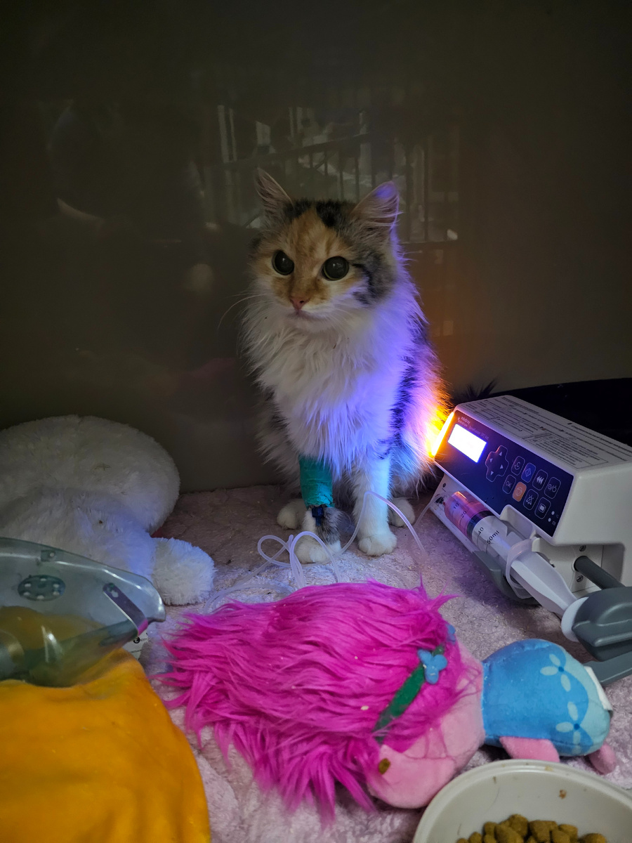 Фото автора. Фасолька.