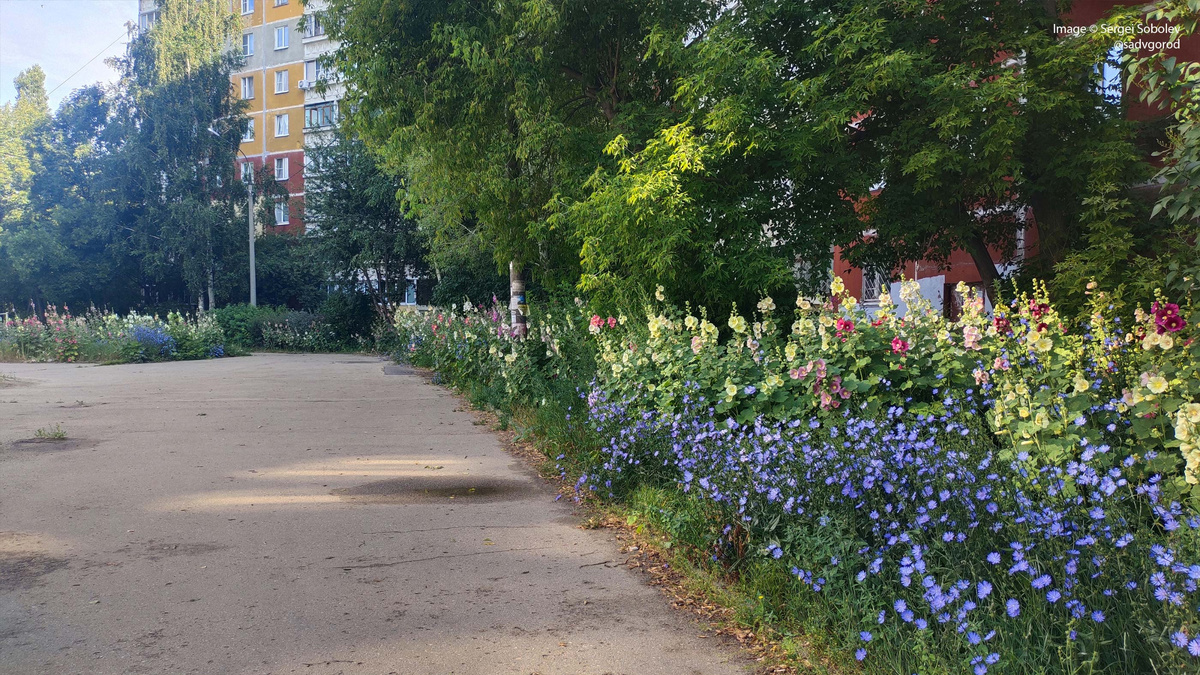 Двор, полностью заросший мальвой (и цикорием) в Нижнем Новгороде. 2 фото.