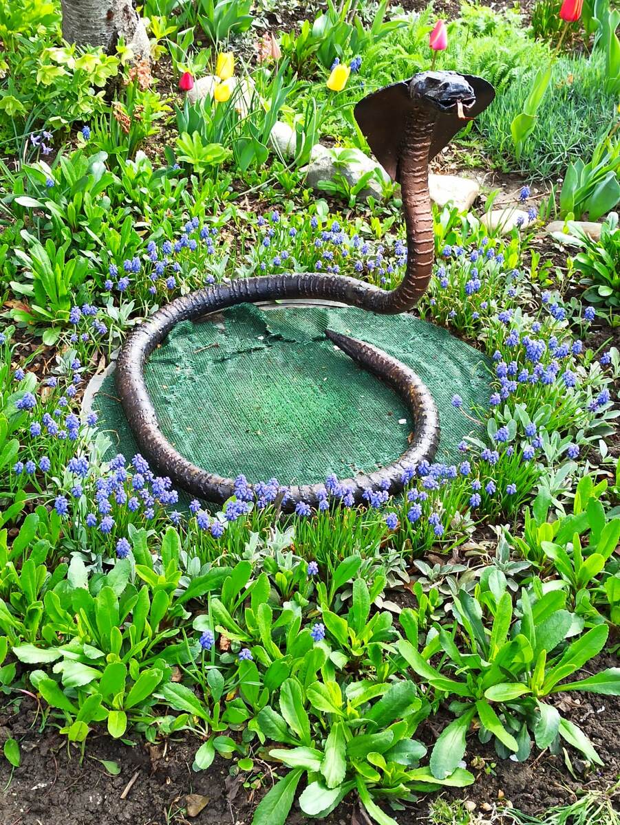 Мускари вокруг люка.