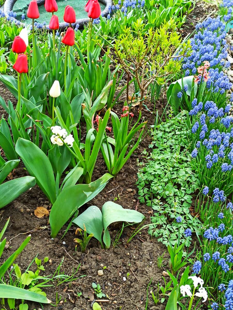 Мускари вдоль дорожки.