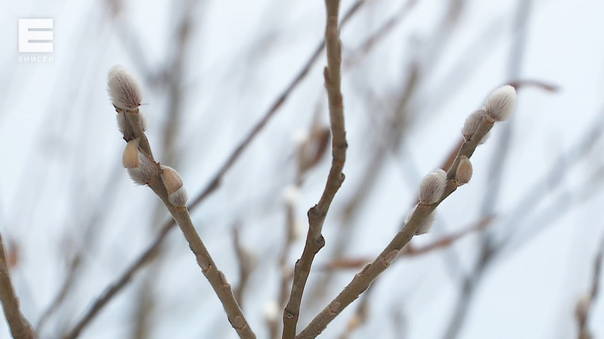     На рабочей неделе в Красноярске станет прохладнее