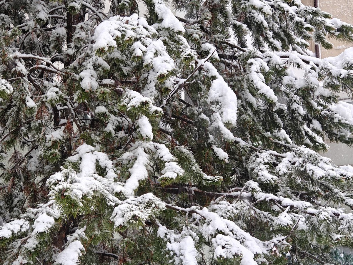    Фото: Юрий Серебренников/BFM Кубань