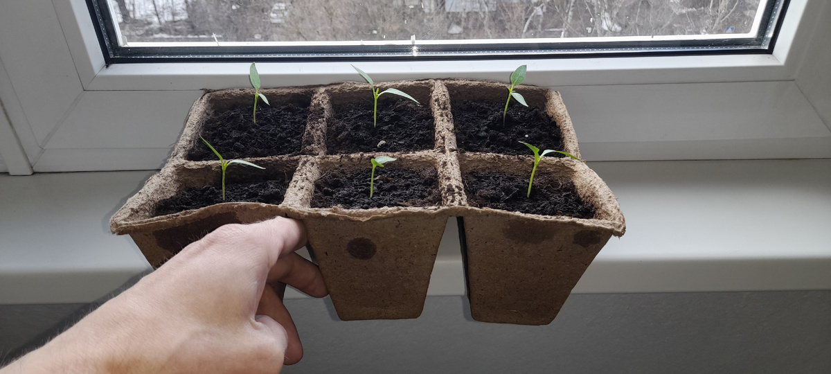 Кассета торфяных горшков