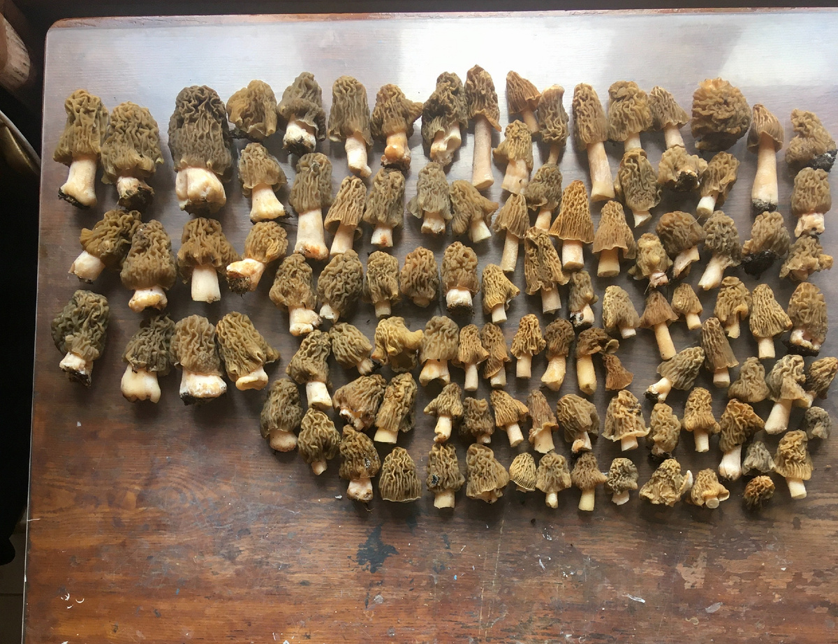 Фото Галина Конопкина, Воронеж. 12.04.25