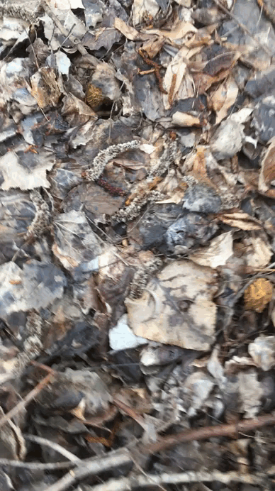 Фото Галина Конопкина, Воронеж. 12.04.25