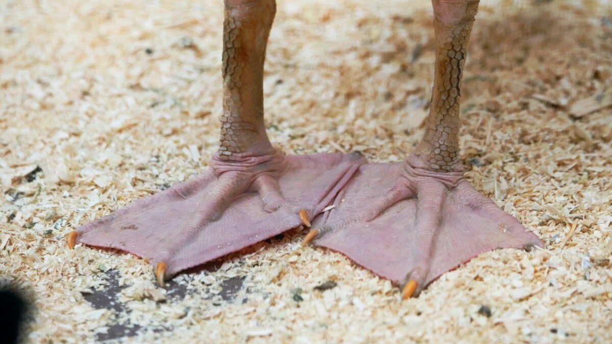     Источник: Ленинградский зоопарк