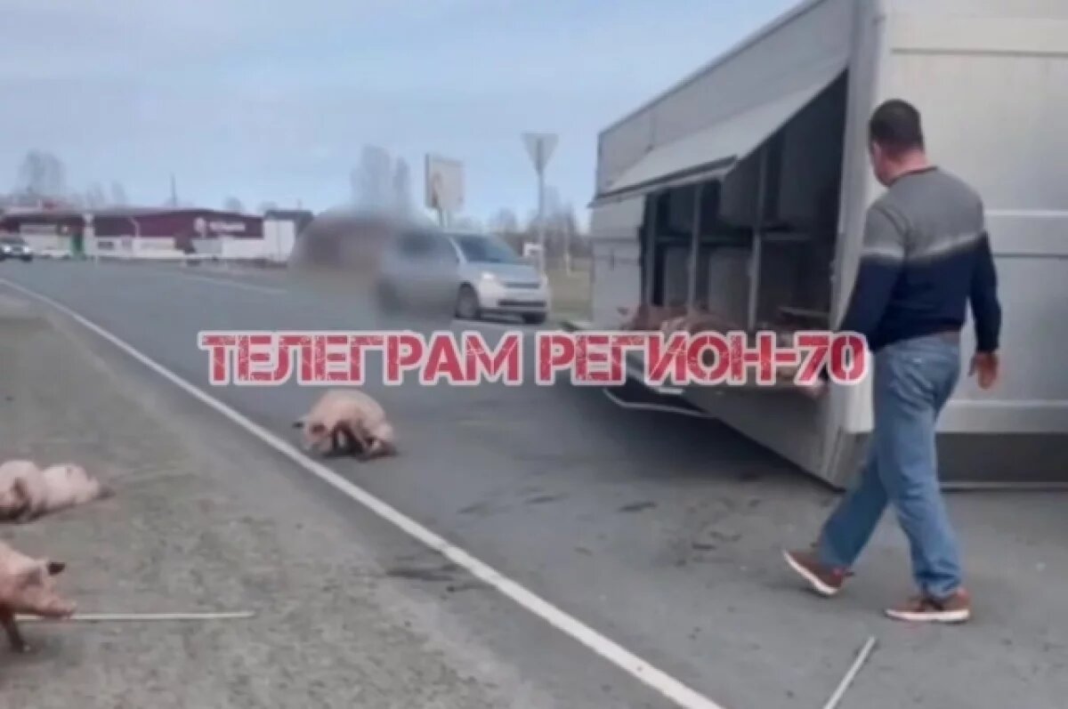    На трассе «Томск-Каргала-Колпашево» перевернулась фура со свиньями