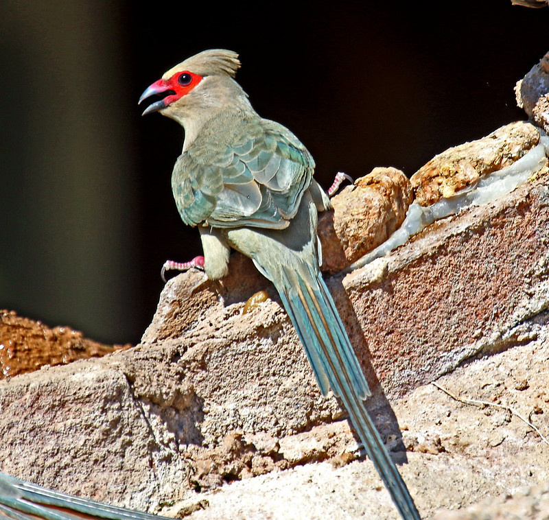 Краснолицая птица-мышь / Urocolius indicus