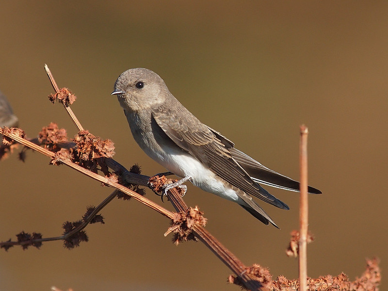 Малая ласточка / Riparia paludicola