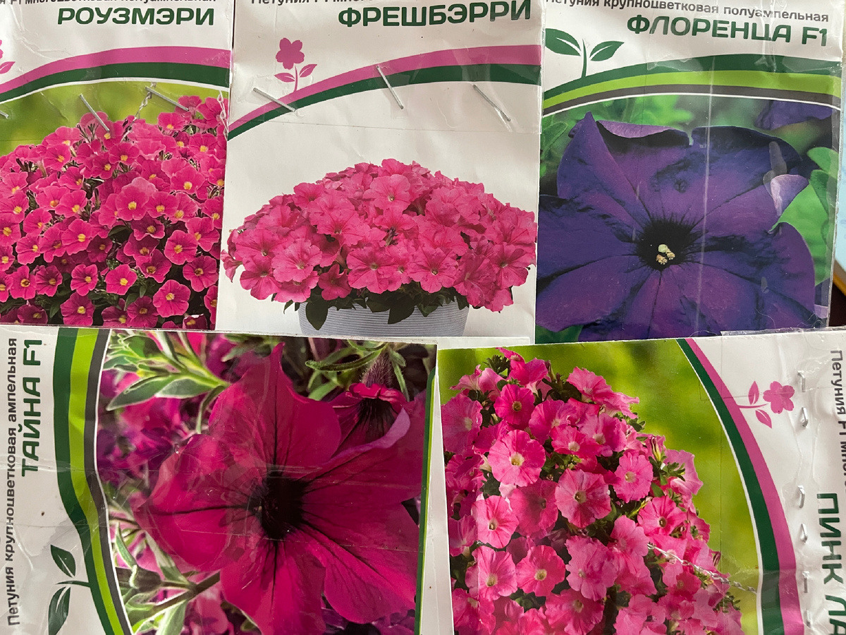 Сорта петуний, которые я выбрала 