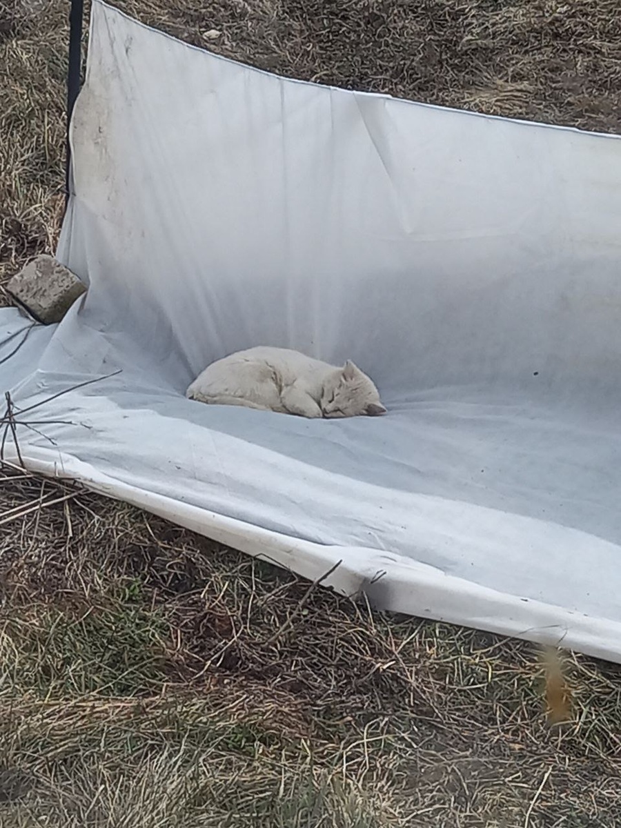 Кот Вайсик в своем "гамаке"))) В какой-то день была теплынь - вот он и прилег после "ночного дозора."))) Устроился же.)))