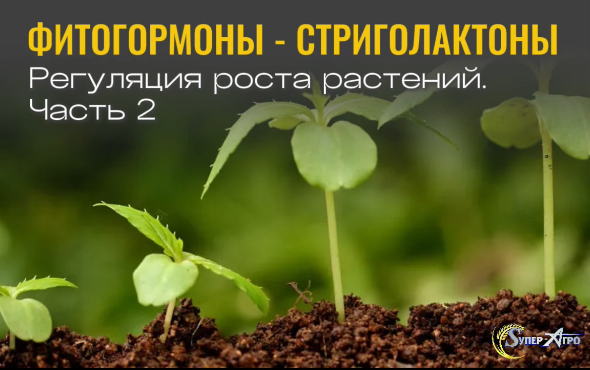 Фитогормоны 