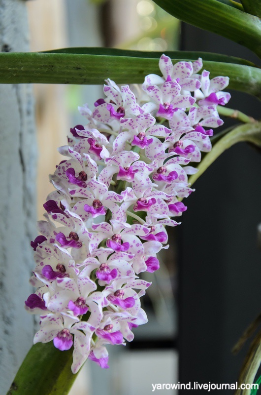 Сад орхидей