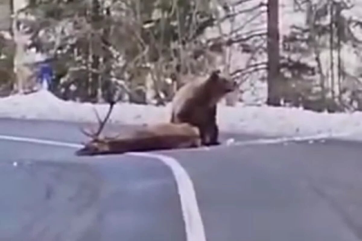    В Ленобласти медведи стали просыпаться после зимней спячки