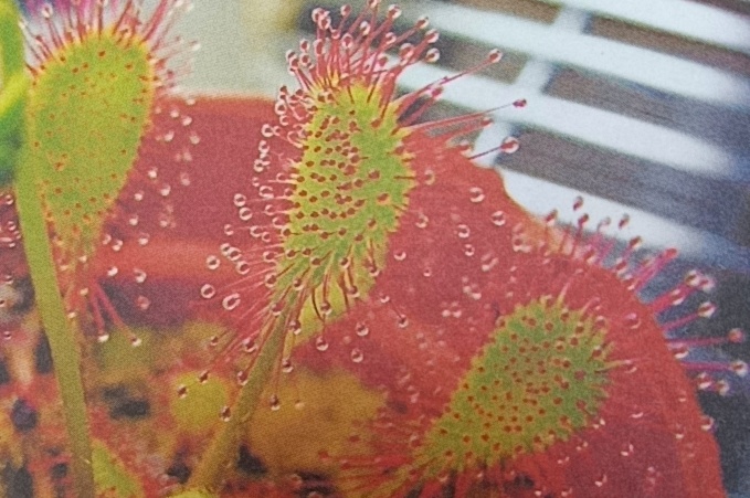 Фото от автора.