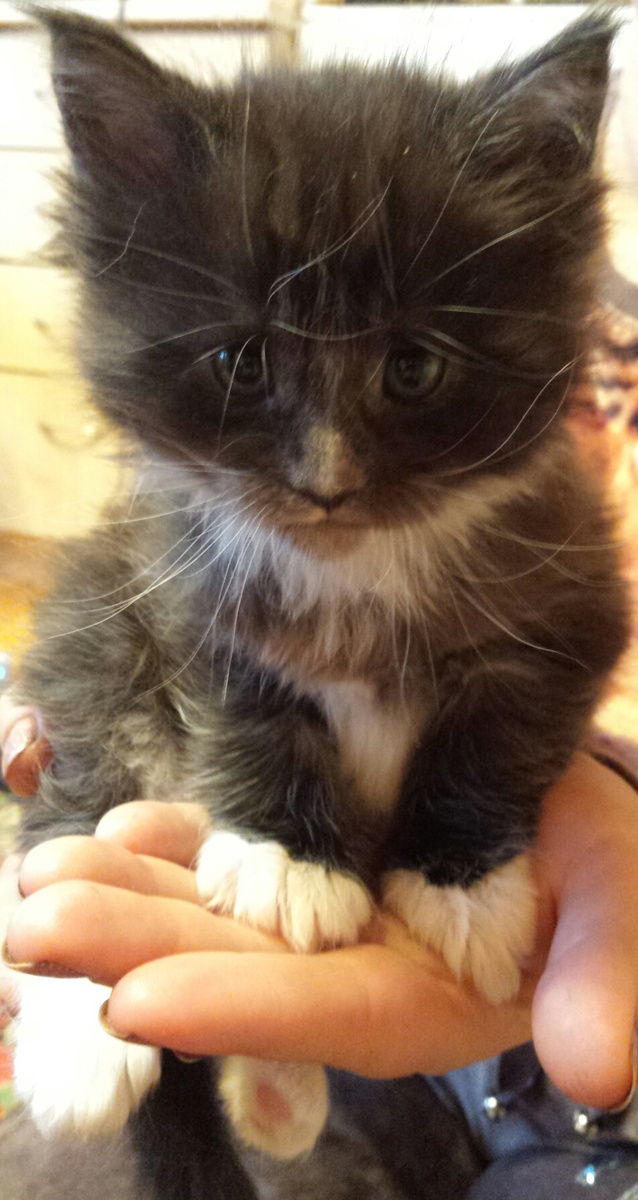 Барику 1 месяц