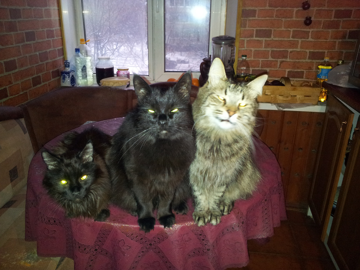 Коты моей мамы. Все найдёныши.