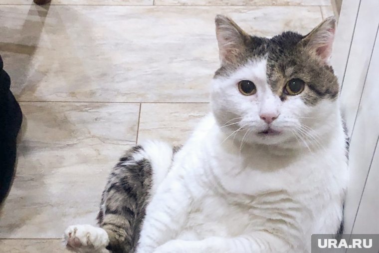  Кошки-целители: как наши питомцы помогают нам справляться с болезнями  📷
