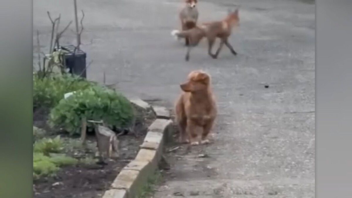    Фото: t.me/kub_mash