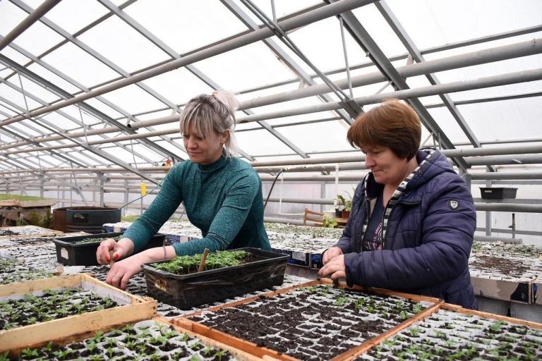    В начале мая в Оренбурге высадят цветочную рассаду Оренбуржье