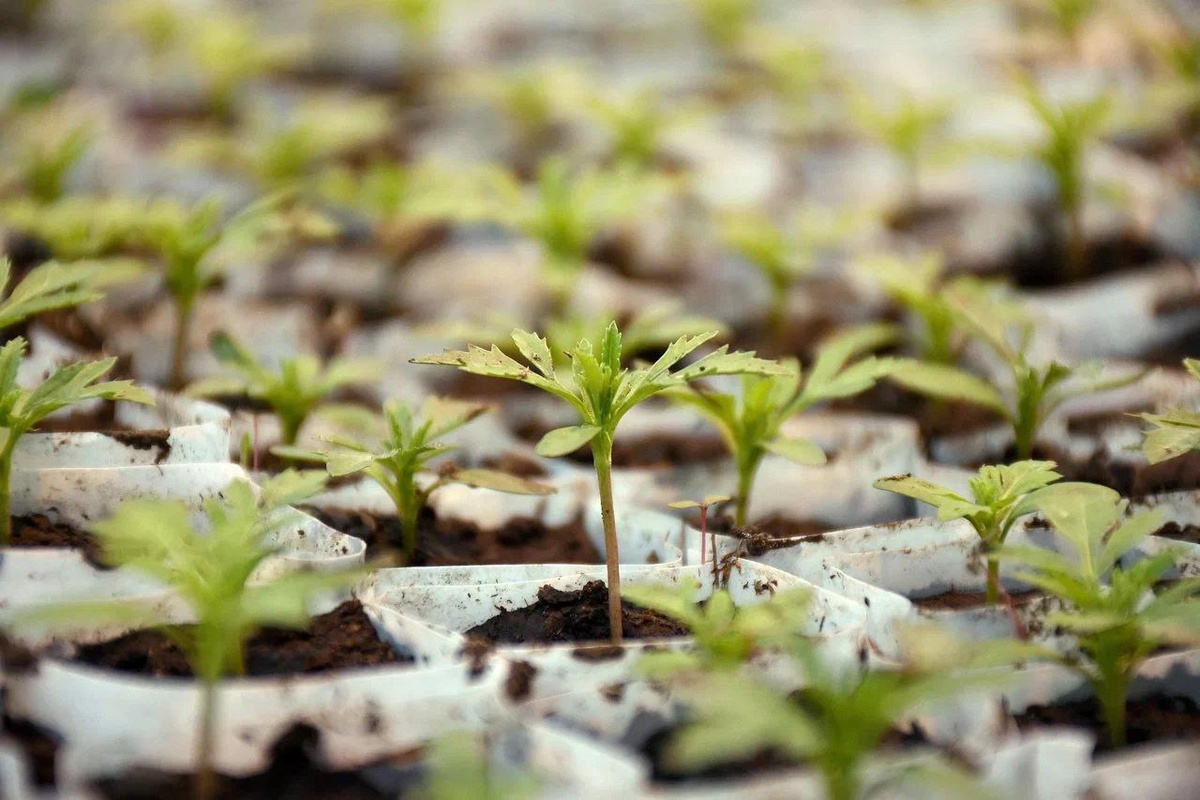     В начале мая в Оренбурге высадят цветочную рассаду Оренбуржье
📷    В начале мая в Оренбурге высадят цветочную рассаду Оренбуржье
📷    В начале мая в Оренбурге высадят цветочную рассаду Оренбуржье
📷    В начале мая в Оренбурге высадят цветочную рассаду Оренбуржье
📷    В начале мая в Оренбурге высадят цветочную рассаду Оренбуржье
📷    В начале мая в Оренбурге высадят цветочную рассаду Оренбуржье
