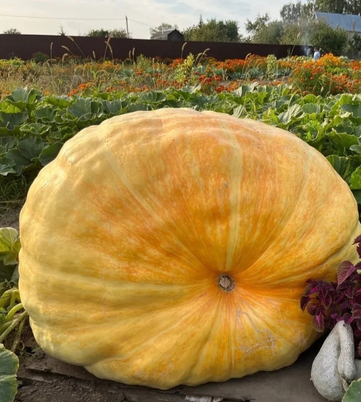 Фото из открытых источников, автор фото -Светлана, которая вырастила гигантскую тыкву в 252 кг