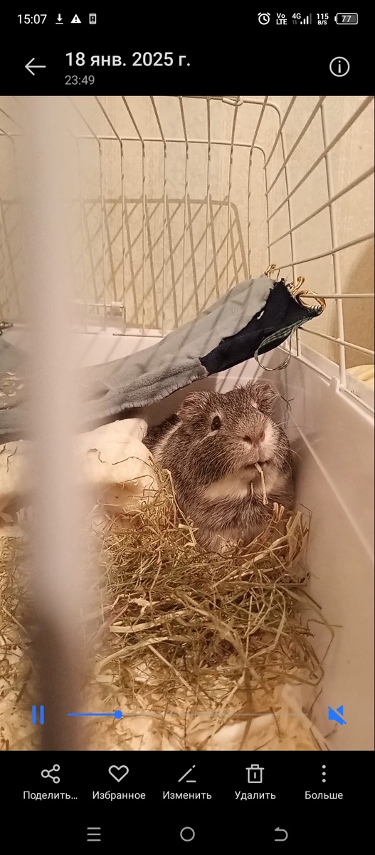 Это Зайка 😀, самец,морская свинка (фото моё)