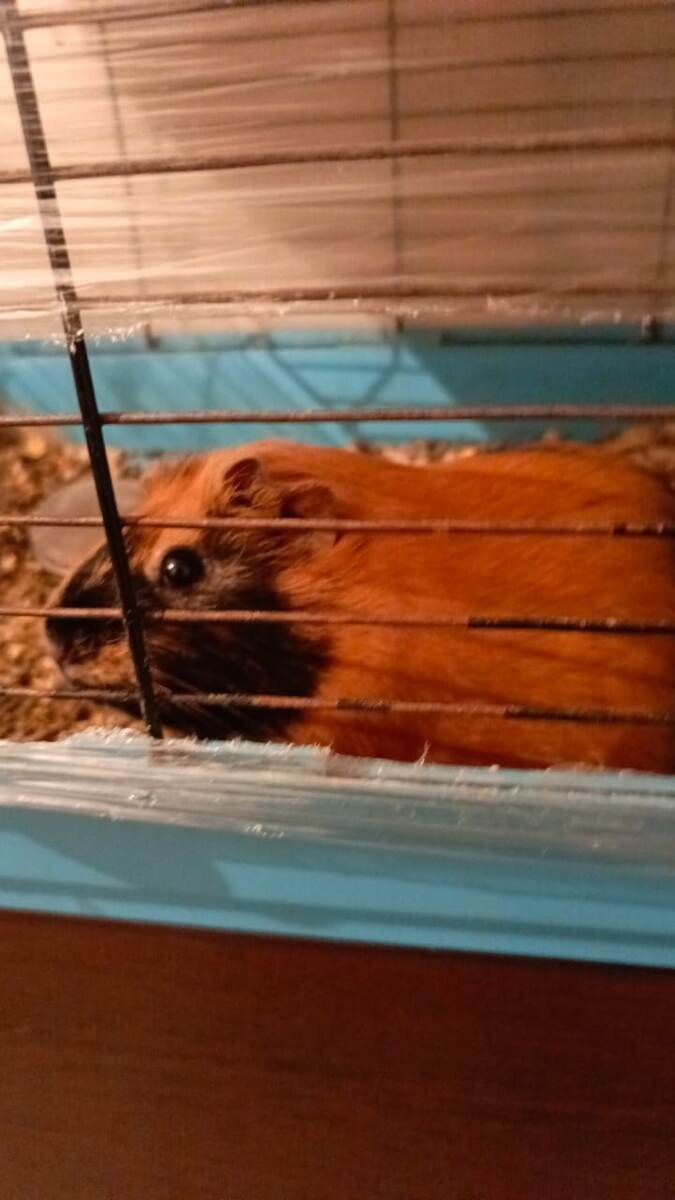 Здесь видно сколько  пленки обгрызла Фрося, и обгрызала постоянно , а хозяйка постоянно обматывала новой плёнкой (фото не моё , предыдущей хозяйки)