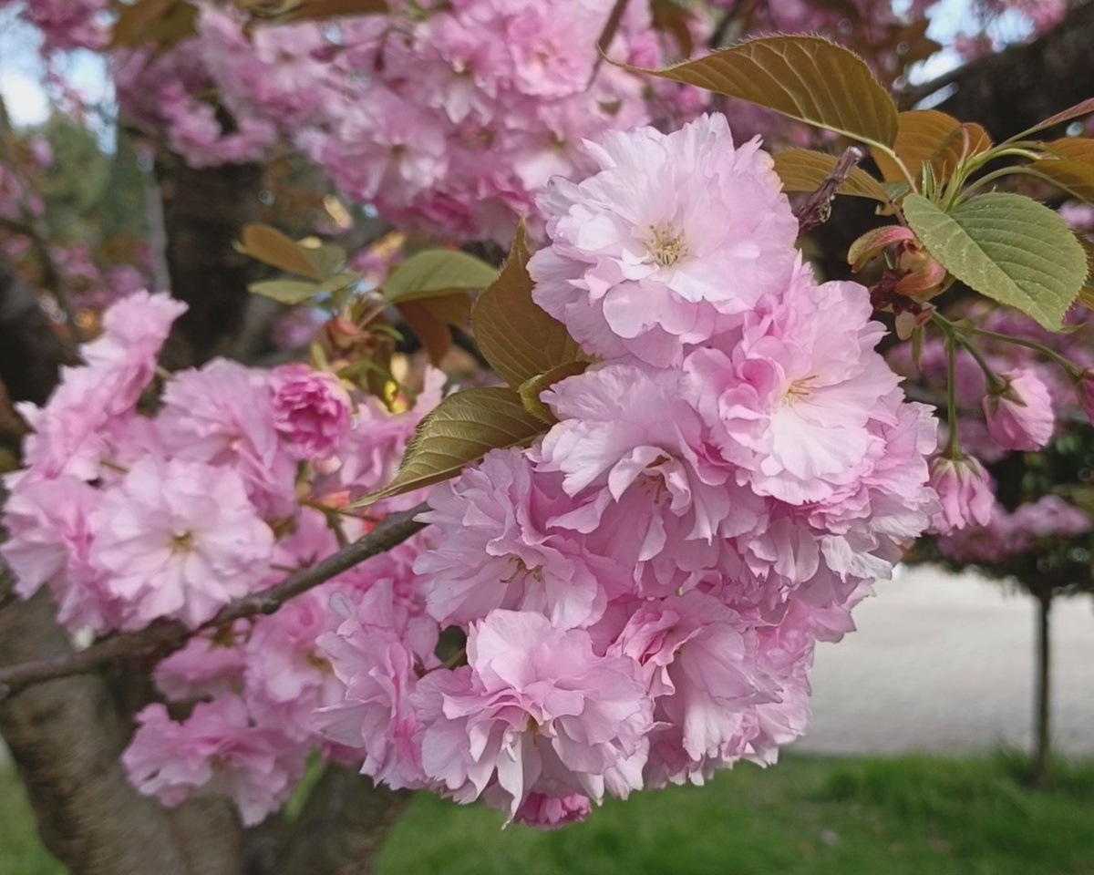 Адлер, ул.Ромашек, городской парк культуры и отдыха, Сакура махровая розовая, апрель 2025 г
