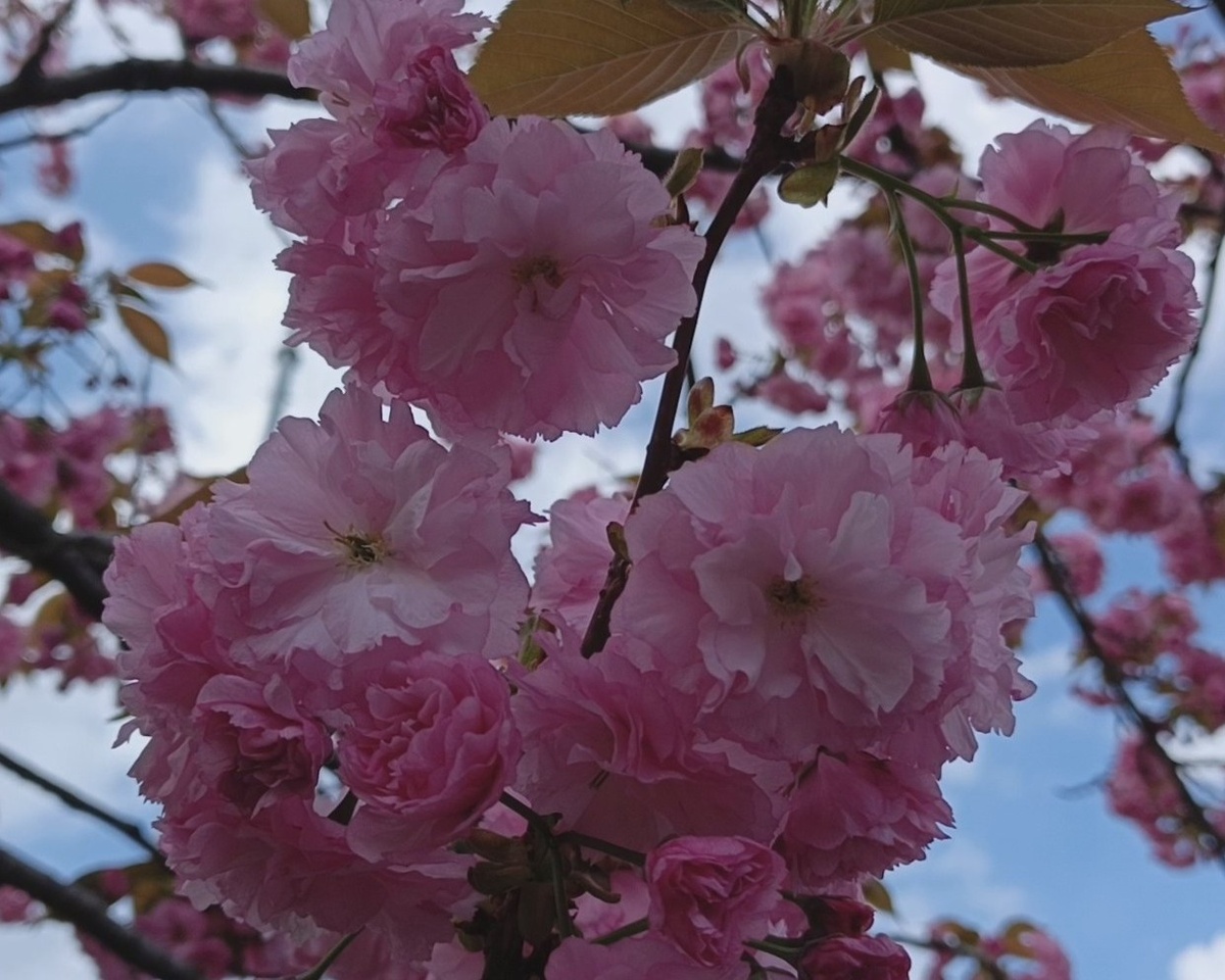 Адлер, ул.Ромашек, городской парк культуры и отдыха, Сакура махровая розовая, апрель 2025 г